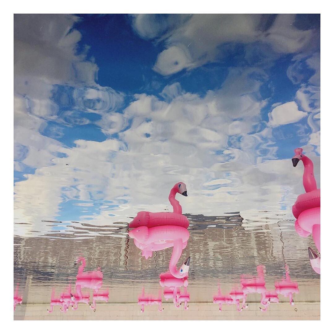 Фоторепортаж: лучшие кадры с розовыми фламинго на Новой Голландии.