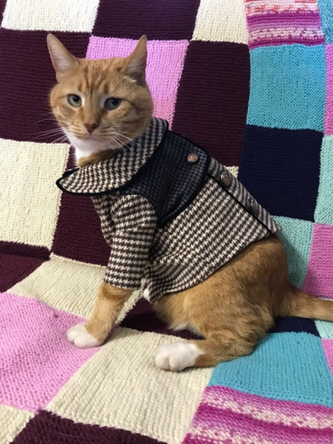 Кот в пальто