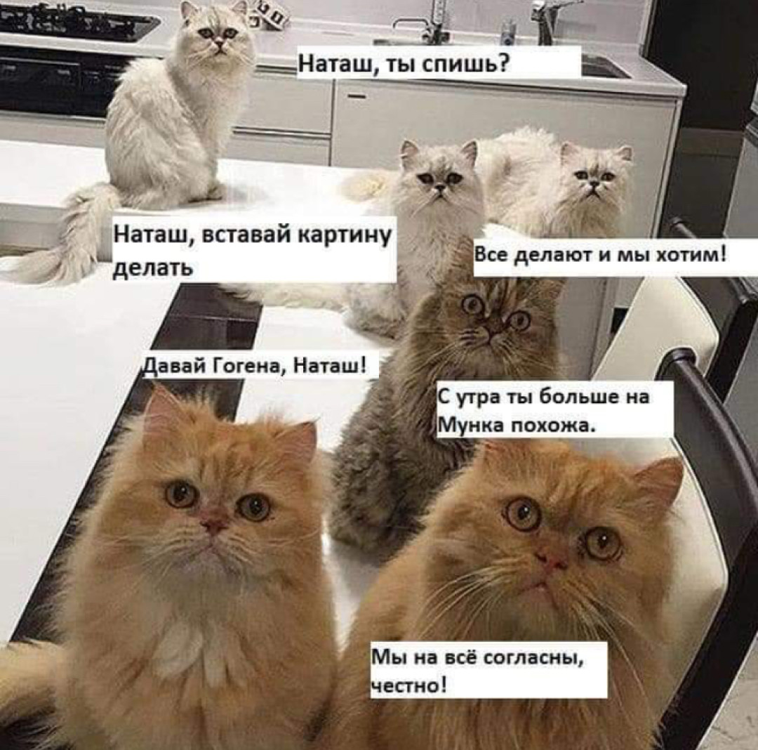 Мемы коты