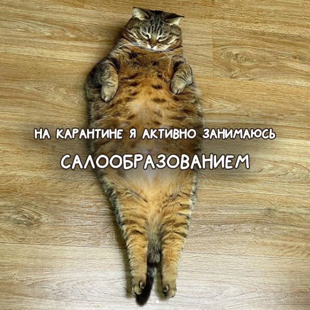 Котизм в вк