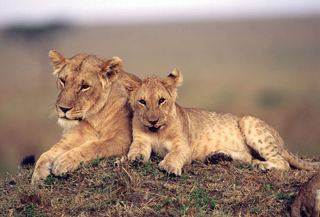 Танзания. Львы