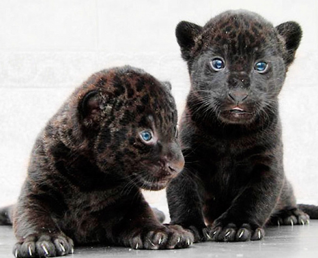 «Ленинградский зоопарк» собирает игрушки для маленьких ягуаров