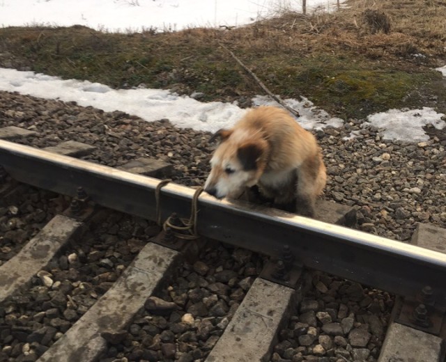 Под Гатчиной машинист остановил поезд, чтобы спасти привязанную к рельсам собаку 