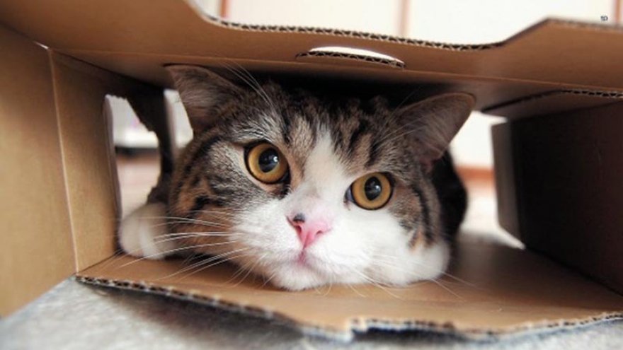 Коты и кошки из популярных рекламных роликов, интернет видео