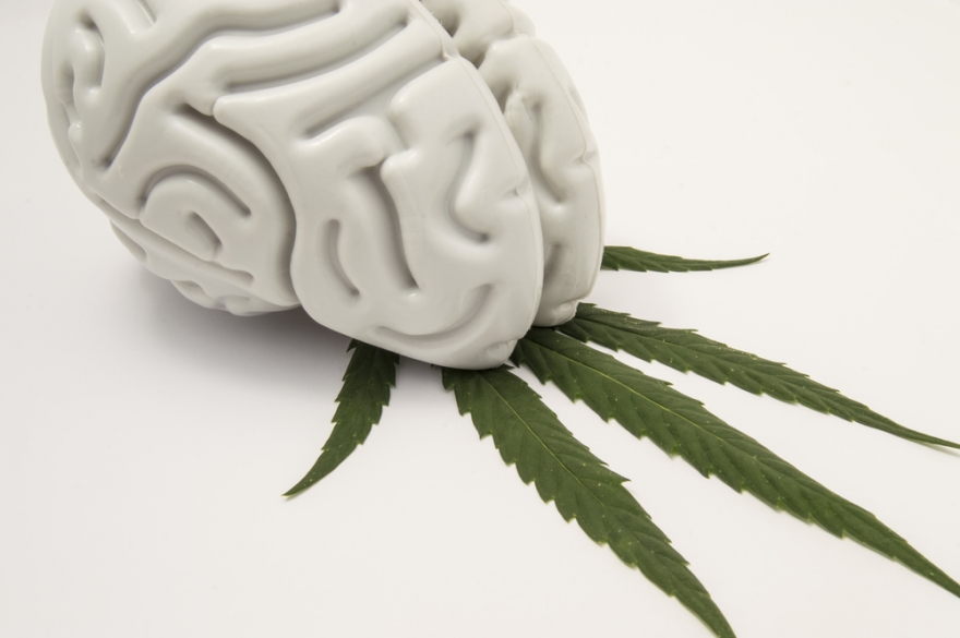Мозг после марихуаны созревшие кусты конопли