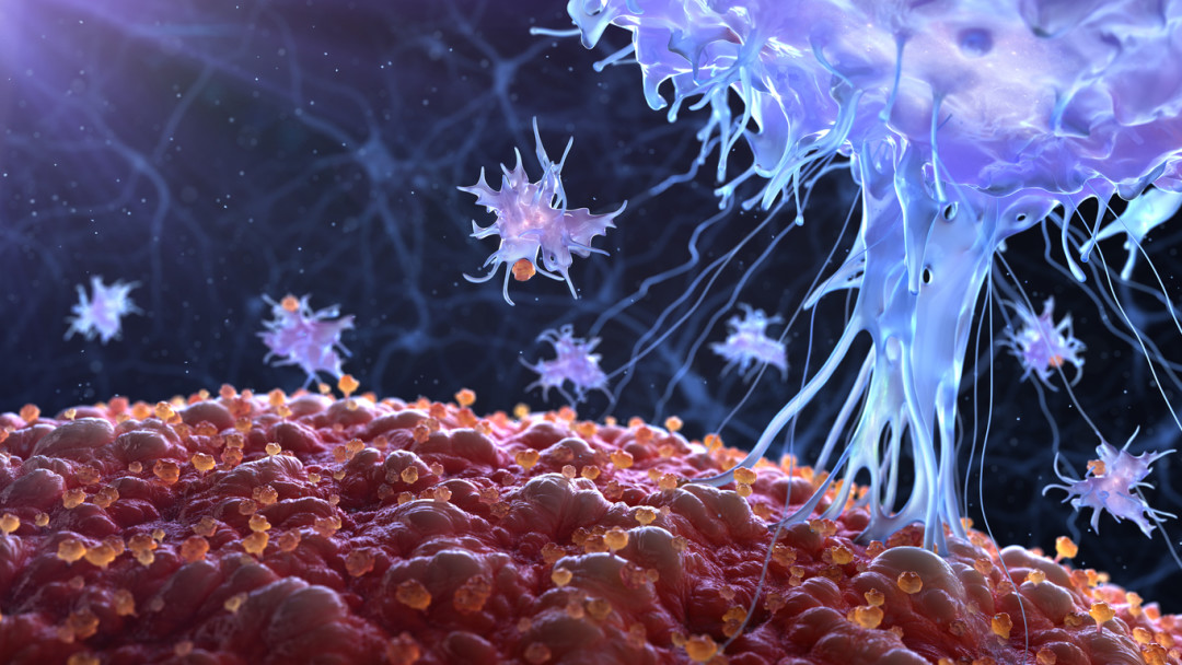 Клетки герпеса убивают клетки рака