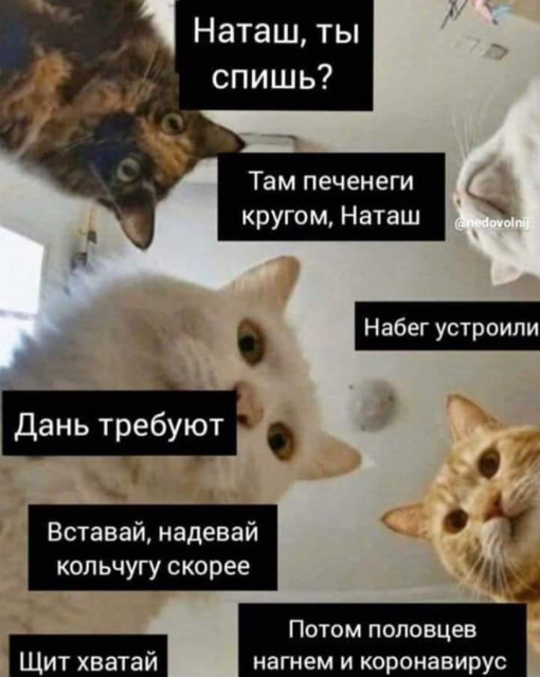 Наташа Мы Все Уронили Коты Фото