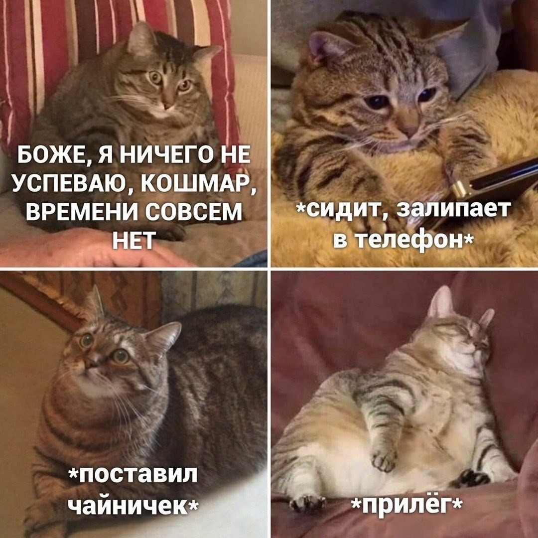 Наташа Мы Все Уронили Коты Фото