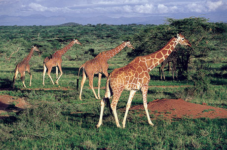 Танзания. Жирафы