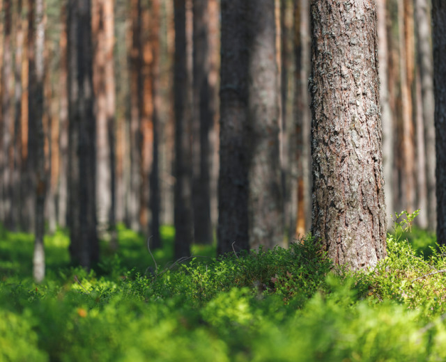 Петербург и Ленобласть планируют создать лесопарковую зону вокруг города