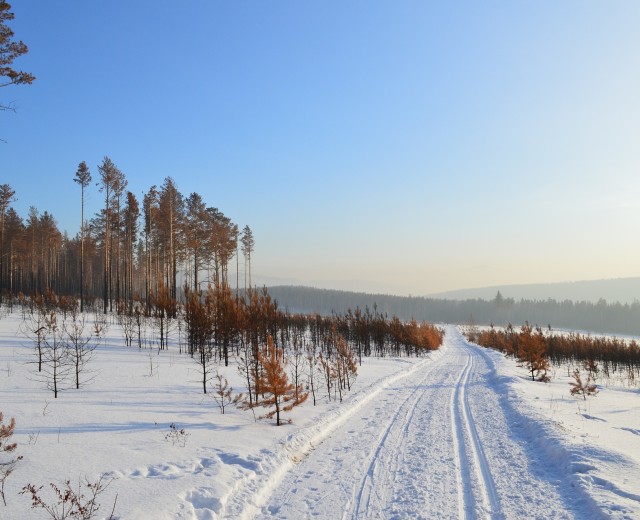 В Новосибирской области создадут карбоновые полигоны для контроля климата