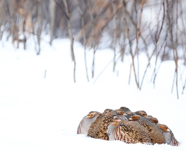 Петербурженка сфотографировала краснокнижных серых куропаток
