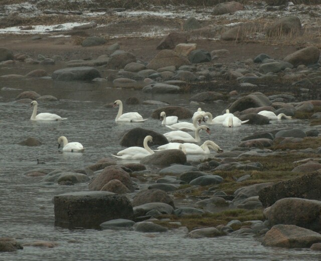 Более 120 лебедей-шипунов впервые остались на зимовку в Ленобласти