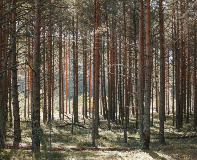 В Перми появится новый экологический парк «Южный лес»