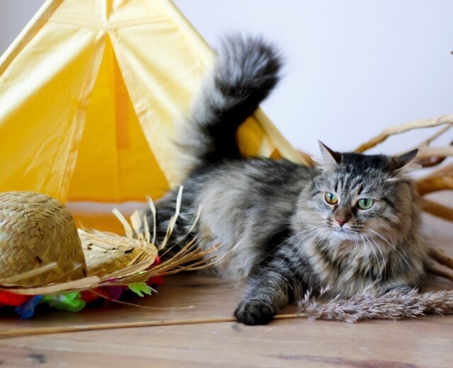 Пермский приют для кошек «Матроскин» могут закрыть после проверки прокуратуры
